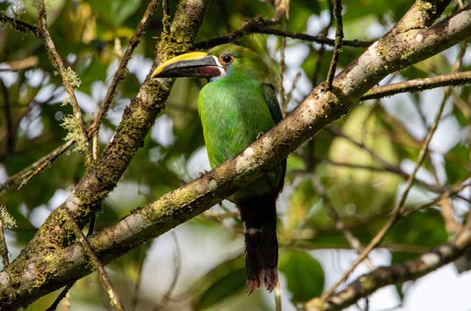 Forest Biodiversity: How Our Foresters Protect and Restore Healthy Ecosystems