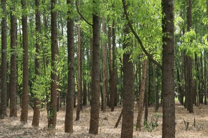 Smurfit Kappa Forestry