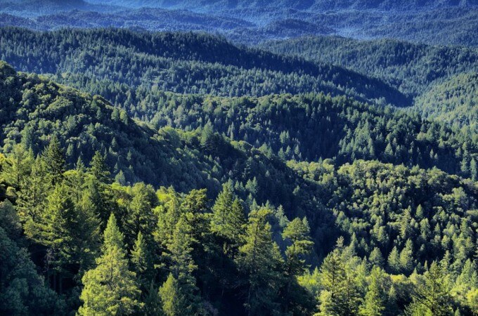 Smurfit Westrock forest conservation