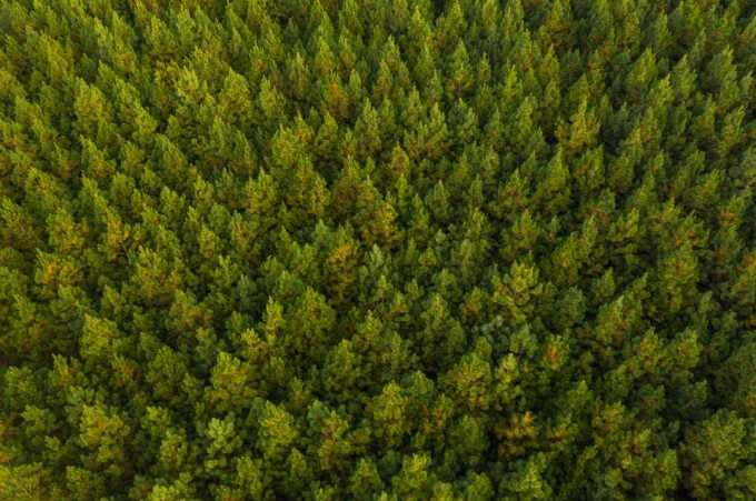 forest from above