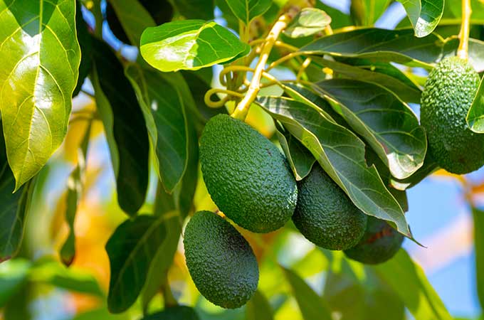 Avocados