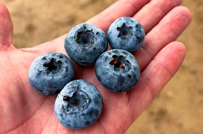Verfrut Blueberry