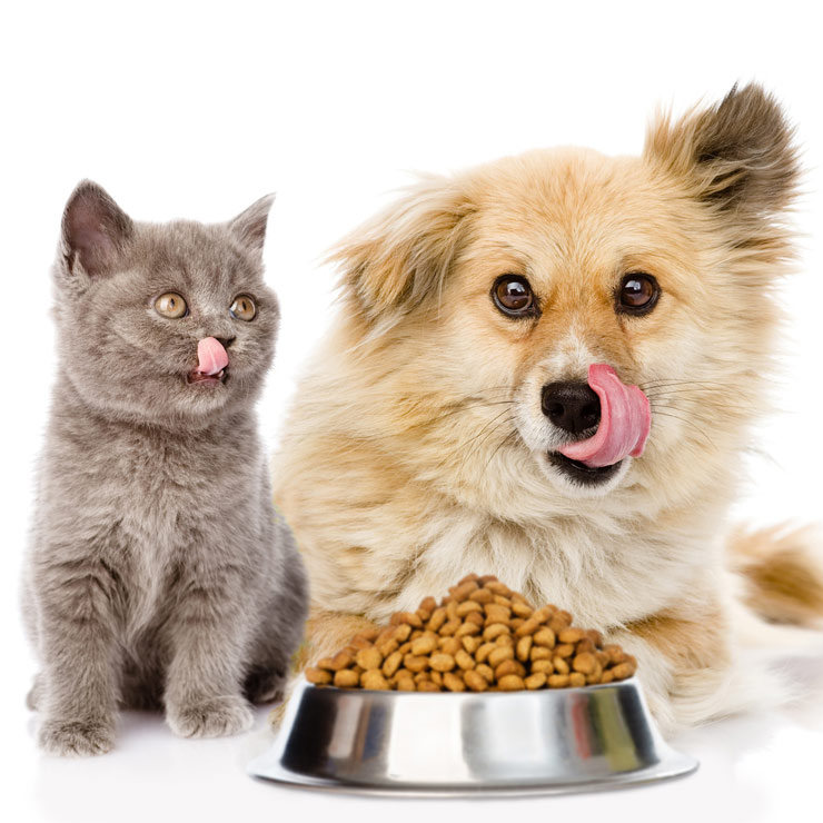 cat and dog food