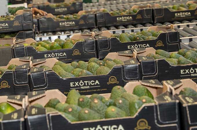 Helping Cultipalta reduces supply chain emissions by up to 32% through packaging and logistics optimization.