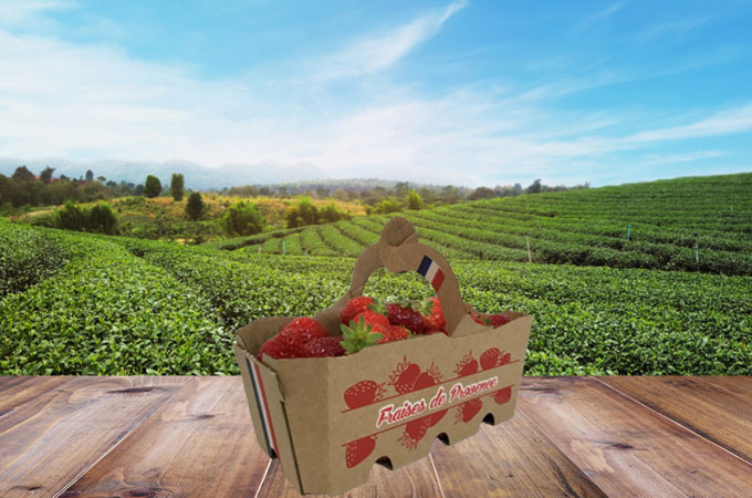 EARL FRAISELINE punnets