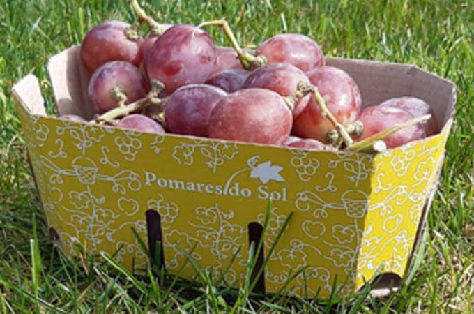 Pomares do Sol Punnets